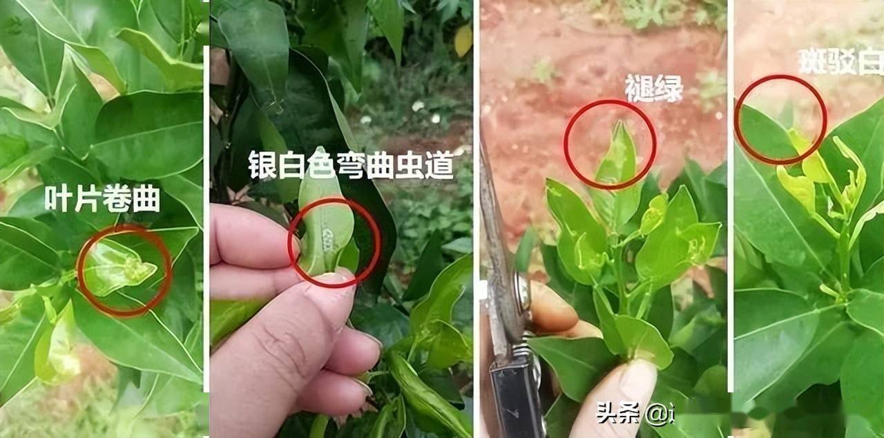 高峰期还没到潜叶蛾已经悄然而至怎么防治