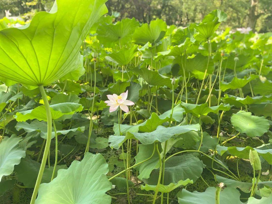 來上海動物園尋找新花樣