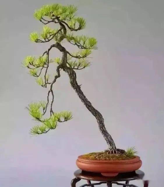 最气质——文人树_盆景_真柏_树龄