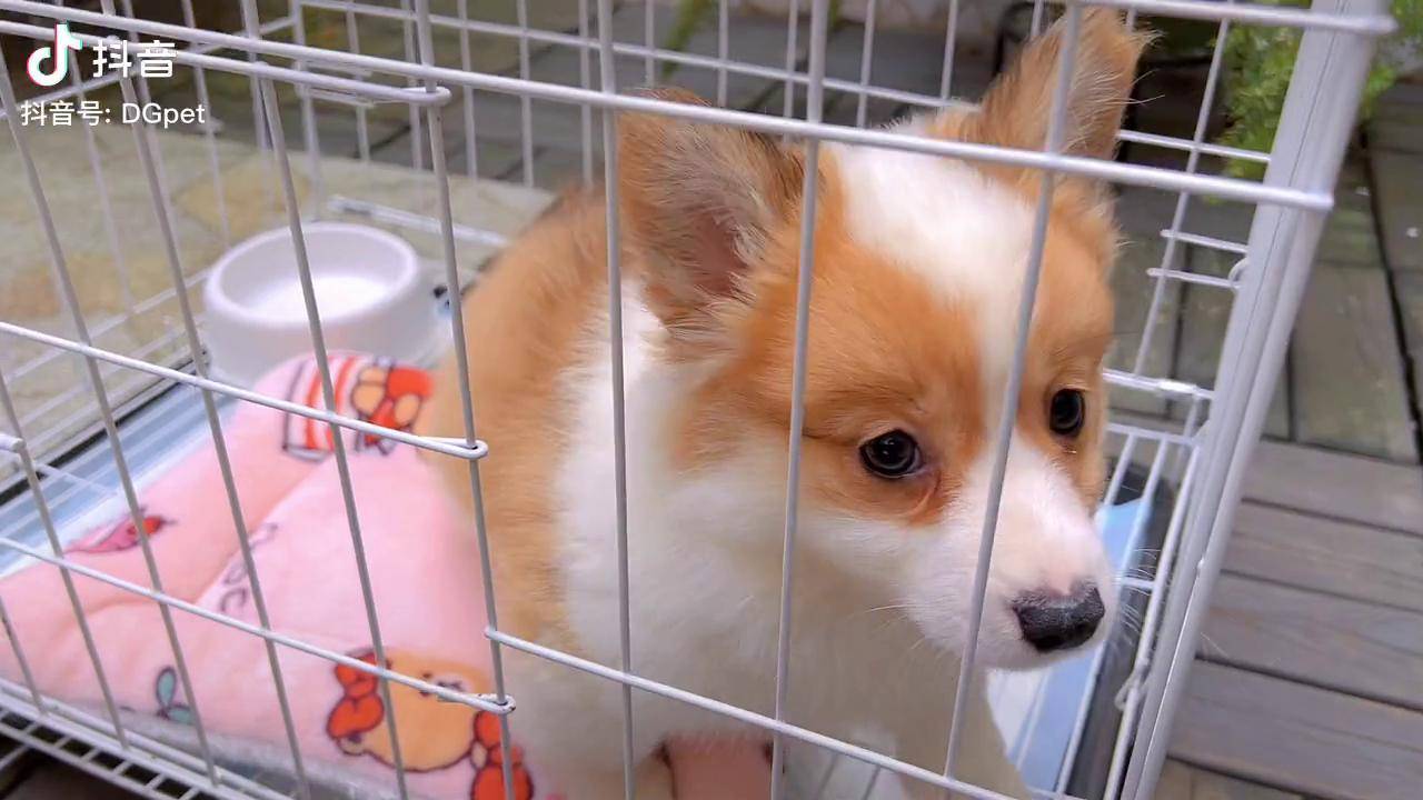 汪汪队主人自提新家啦柯基柯基宝宝柯基幼犬
