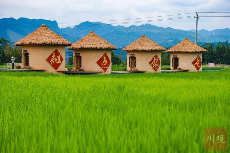 天全县仁义镇粮旅相融合稻田变景观