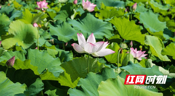 东安：“荷花经济”助力乡村旅游