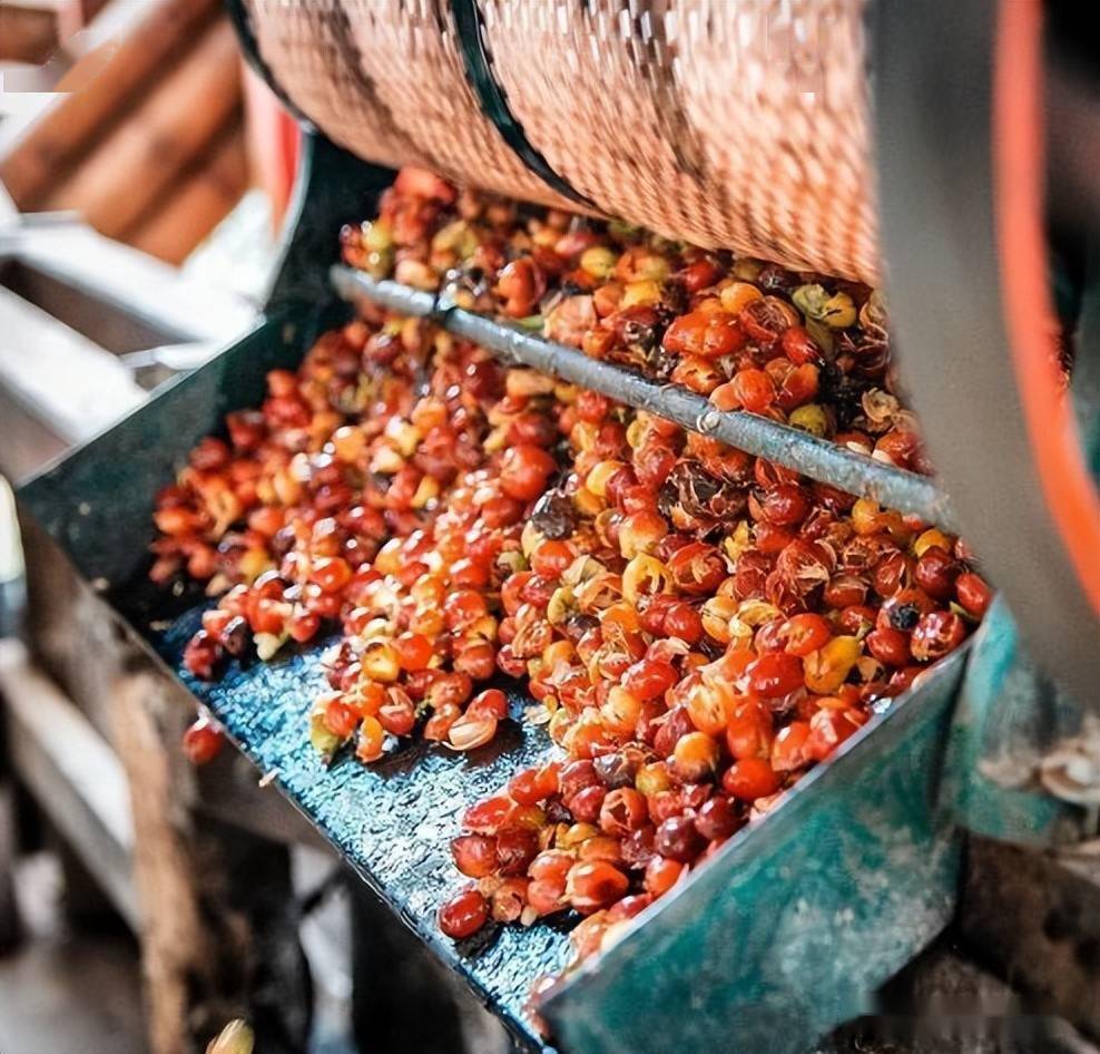 为什么哥伦比亚咖啡尝起来比其它咖啡要酸