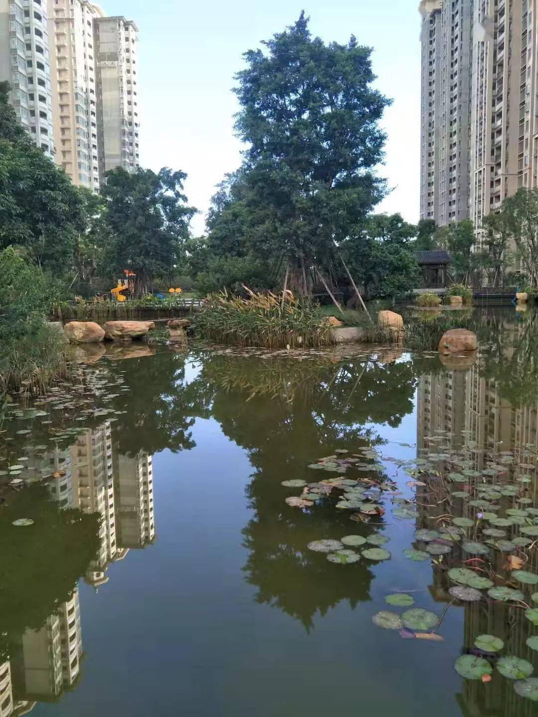 收藏公众号 | 作协简报第56期:汕尾开大,星河湾——梦开始的地方