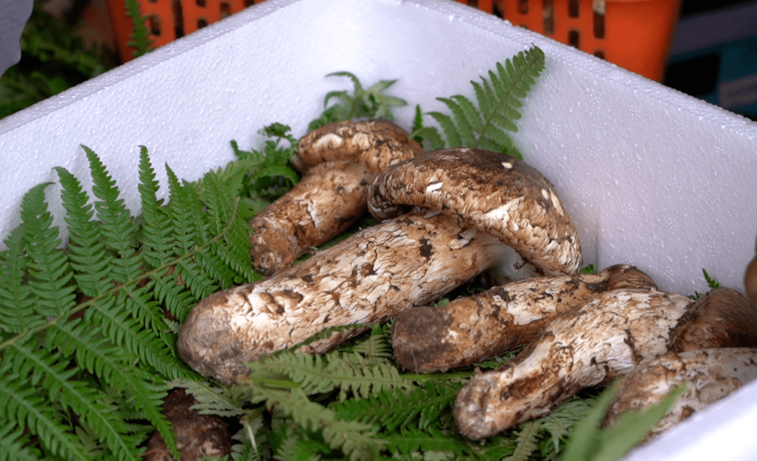 保山 | 龙陵黄连河:傈僳山歌飞 深山松茸香