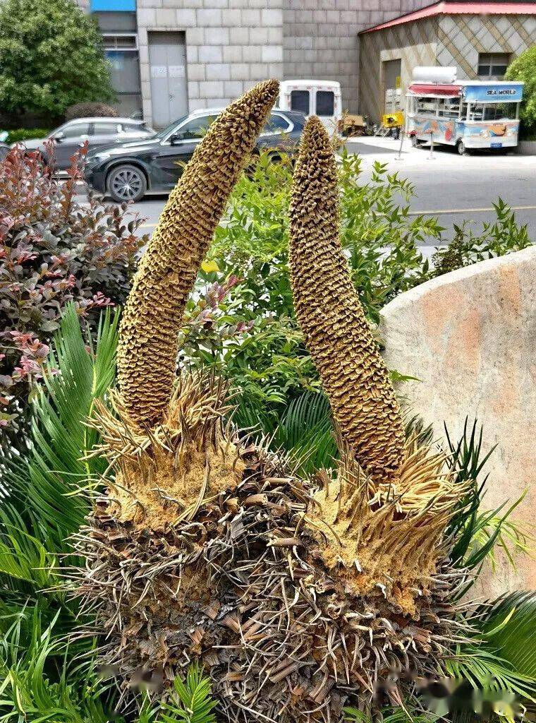 看上去又有些像牛角这雄花还是个双棒儿莫名想起 海椰子>来有人看了会