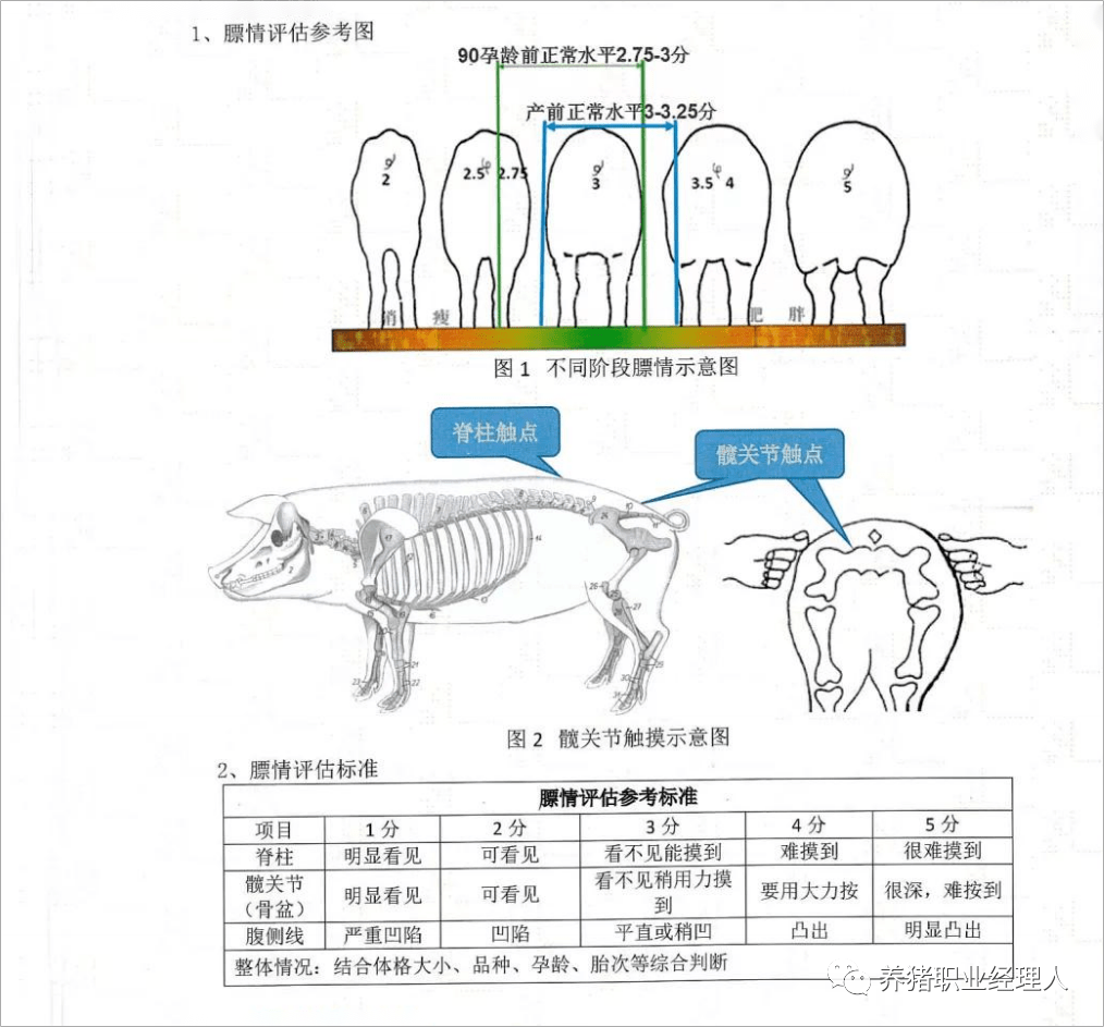 母猪背膘测定方法图片