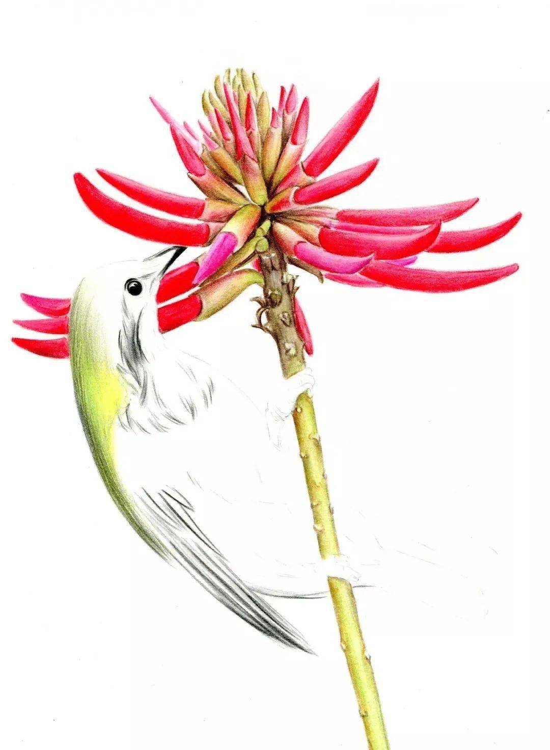 彩铅零基础教程 | 刺桐花与鸟,彩铅花鸟画步骤_颜色_方法_嘉绿