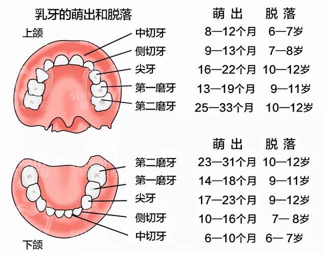 儿童牙齿的名称图片