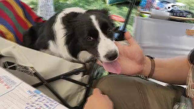 边牧狗狗帮主人牵线搭桥助主人成功收获完美爱情