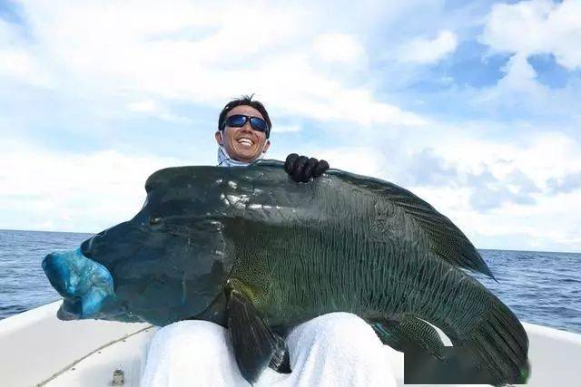 苏眉是无数海钓人疯狂追寻的终极目标,如今惨被吃到濒临灭绝_钓鱼人