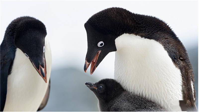 6000多万年前企鹅的祖先竟然会飞