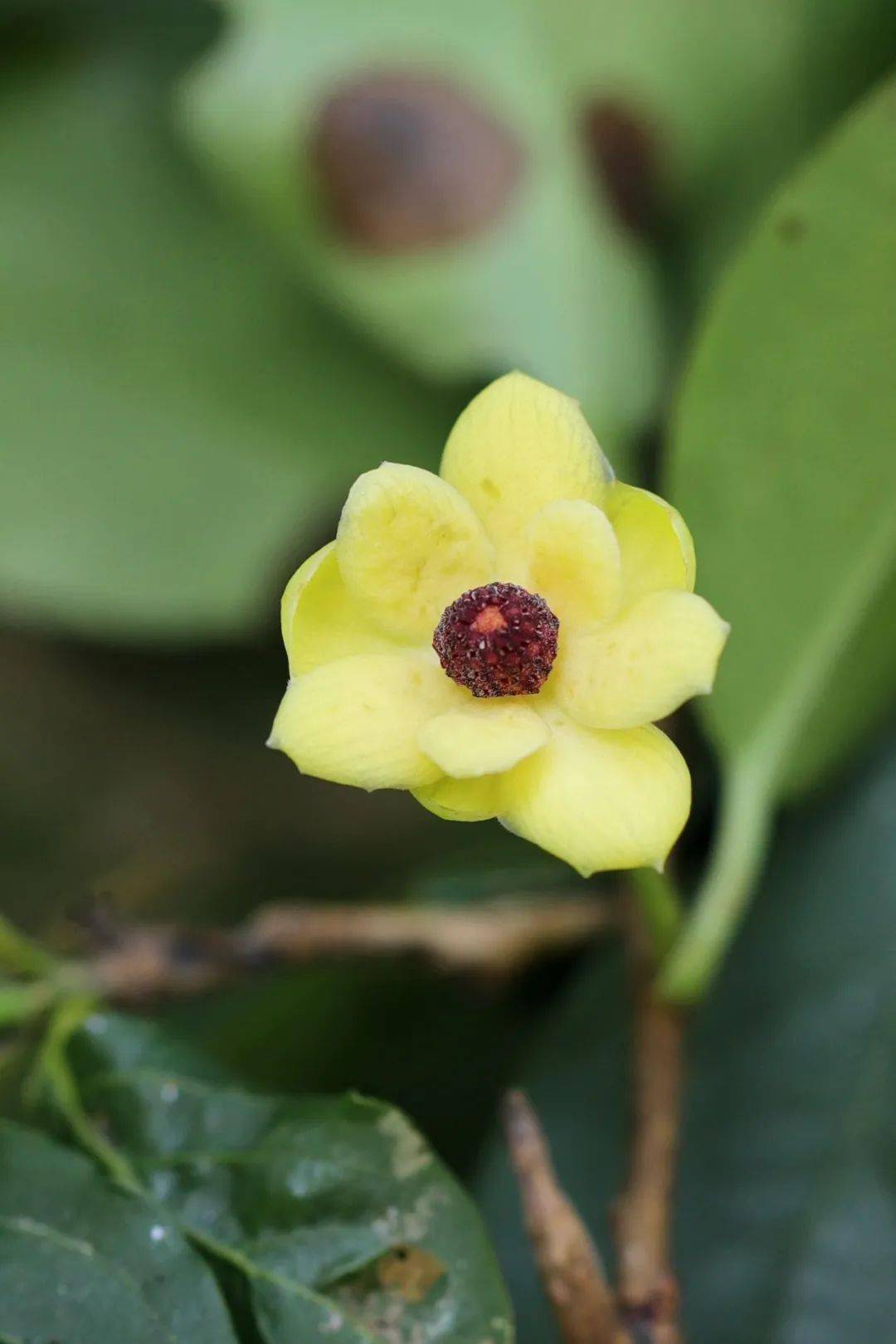 为什么瘿蚊偏偏选择南五味子的花来产卵呢?