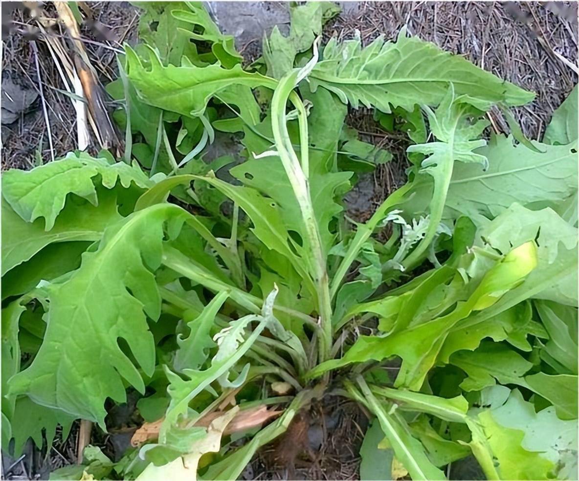 这菜农村到处都是,人称百草王,夏天蒸馒头加点,去湿气