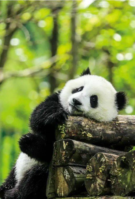 中国国家公园大熊猫国家公园