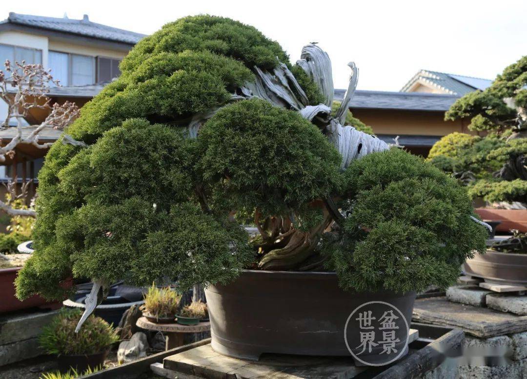 第八届世界盆景大会佳作鉴赏 日本 树干 作品 第八届世界盆景大会佳作鉴赏 日本 树干 作品