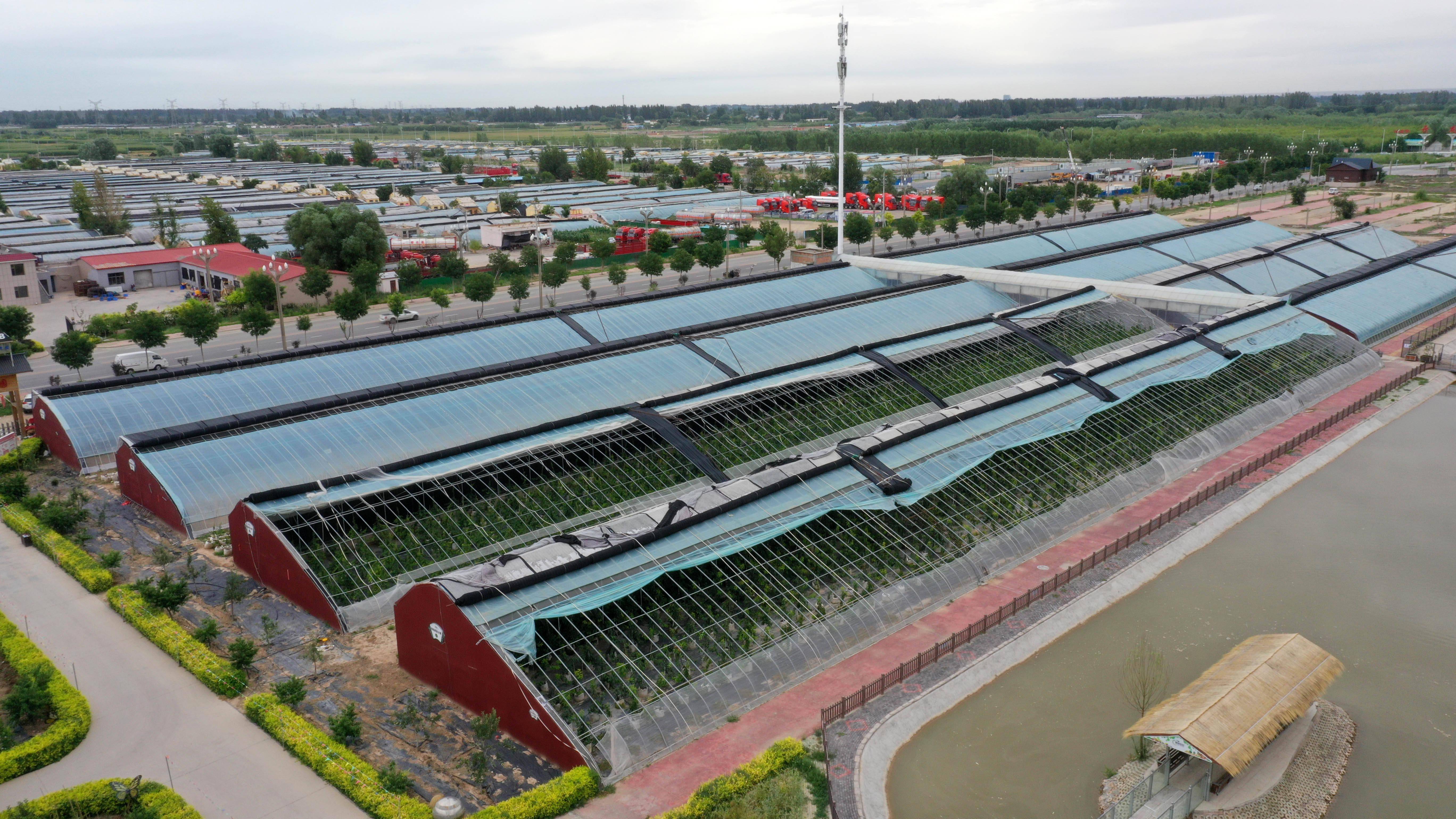 新华社记者 王鹏 摄在宁夏银川市兴庆区大新镇,一种新式的移动果园