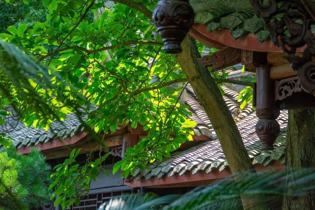 三邑园艺大暑将至此去闲游