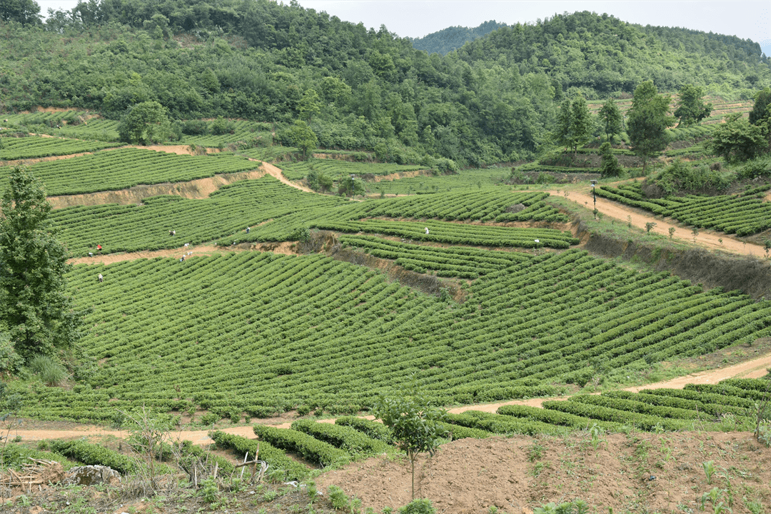 织金县珠藏镇做实三大片区优势产业助力乡村振兴