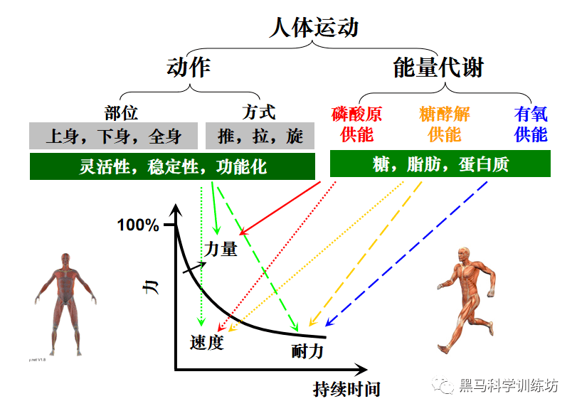 人体能量转化图图片