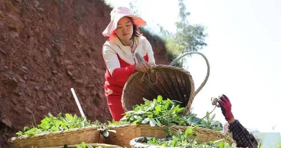 在花椒地里采摘花椒带着8位村里的妇女花椒种植大户李贞芬东川区