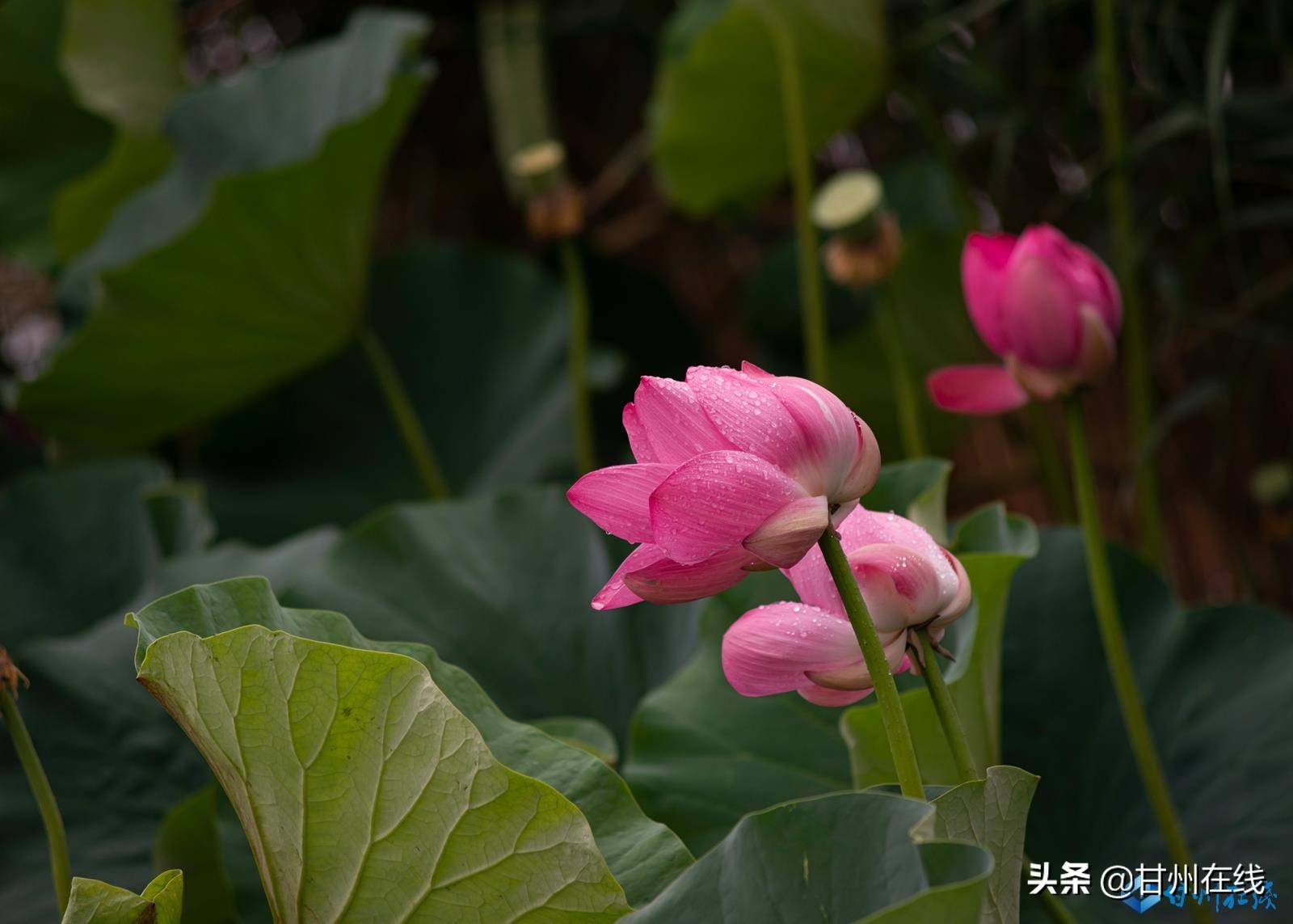 甘州融媒讯(记者 刘旭明)夏雨入荷塘,雨润红姿娇.
