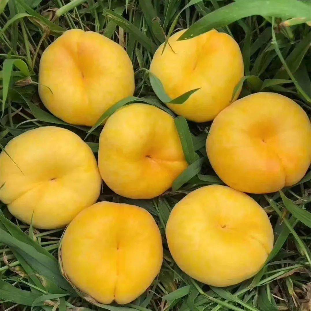 黄金毛蟠桃每天新鲜采摘,即时发货!_奇葩_水果_下单