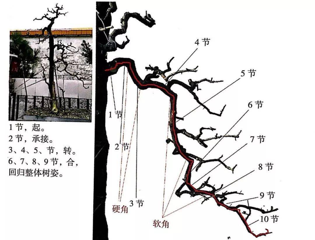 盆景蓄枝方法图解图片