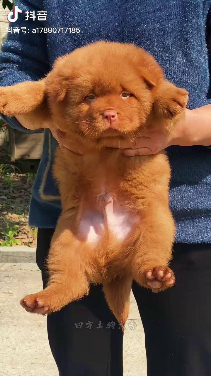 我有胖墩墩幼犬 五红犬 小奶狗 保护中华田园犬 养狗 萌宠出道计划