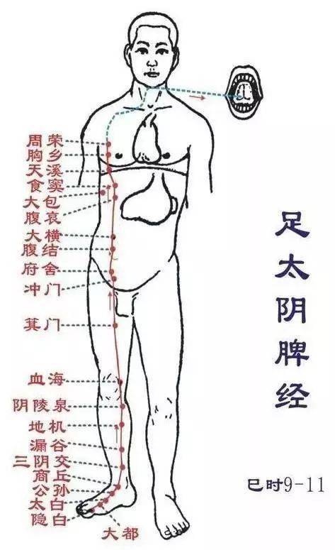 并且统管人体的阴血