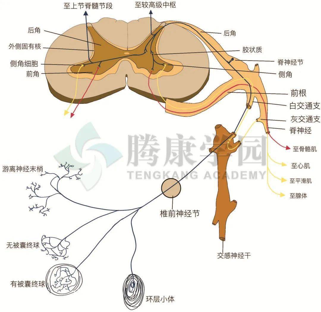 【内脏与疼痛】内脏感觉传入的通路_传导_纤维_躯体