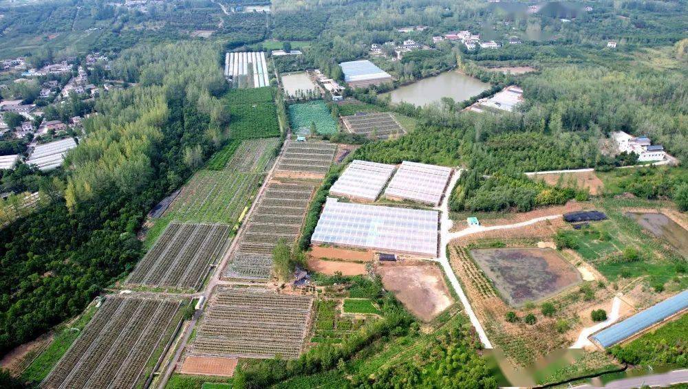 【市农业农村工作动态传真】(312)_大杨镇_种植_庐江