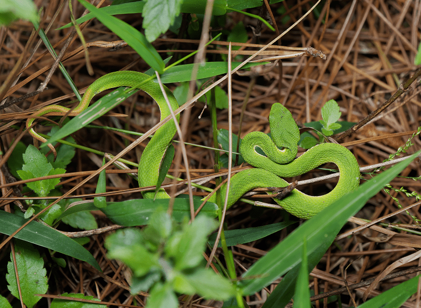 又有眼镜蛇!南宁3个小区几天内抓了20多条蛇_毒蛇_舟山_西华