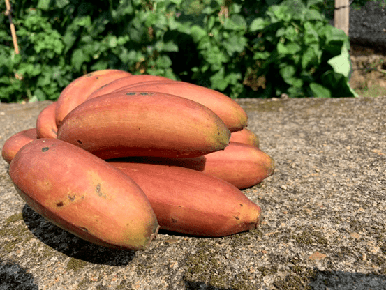 9元享价值59元红美人蕉5斤装两年结一次果的水果,鲜香甜美,果肉软糯!