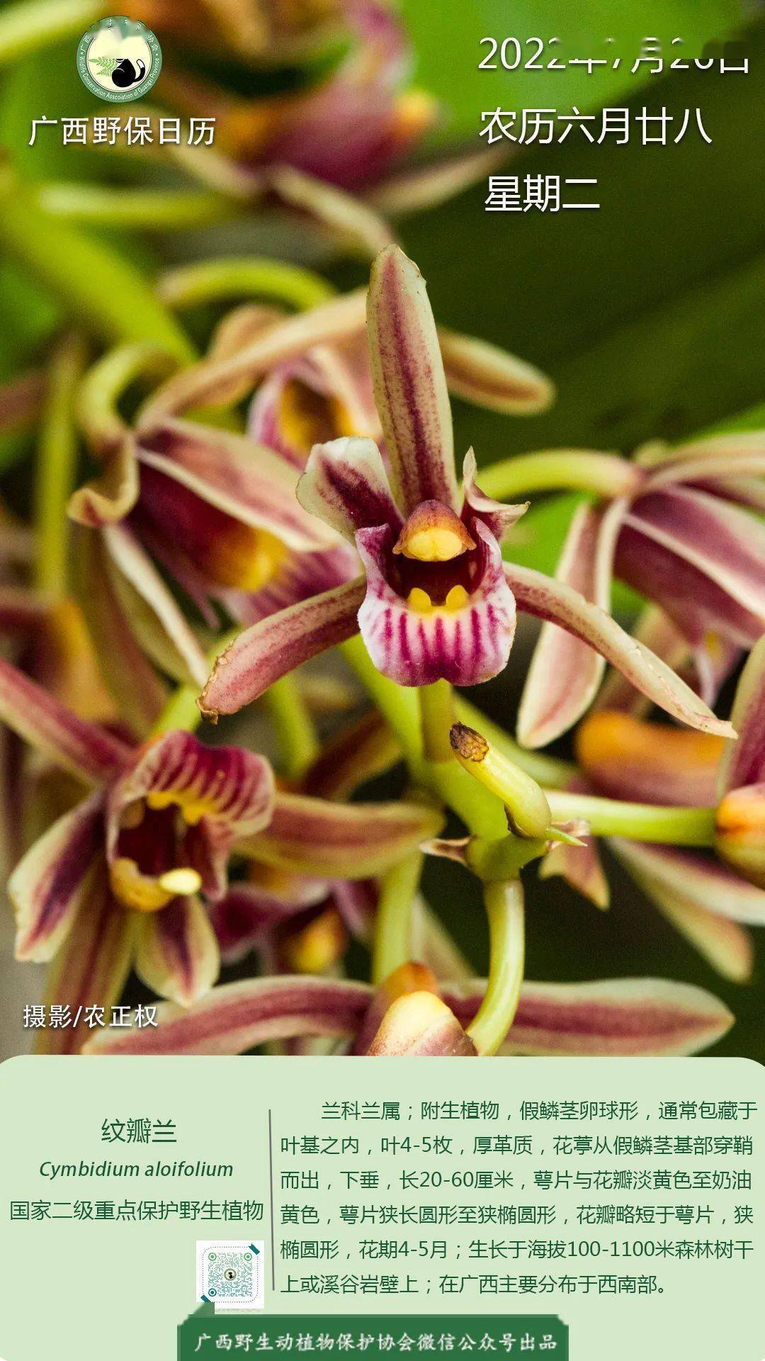 广西野保日历纹瓣兰国家二级保护植物