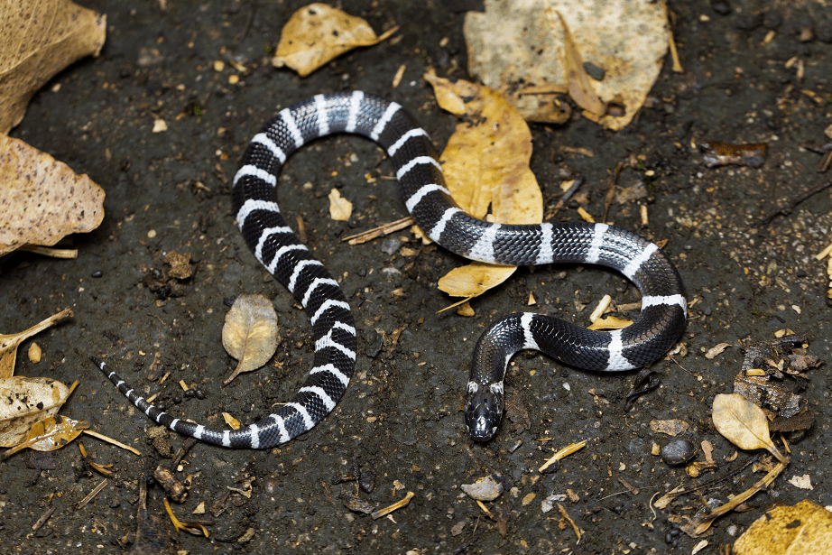 又有眼镜蛇!南宁3个小区几天内抓了20多条蛇_毒蛇_舟山_西华