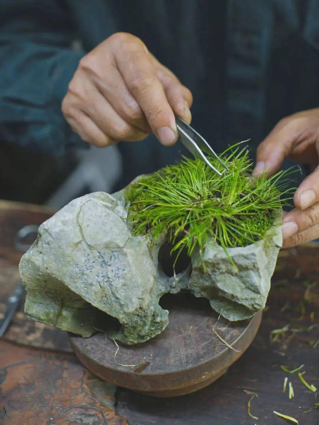 王大蒙老师谈菖蒲莳养环境