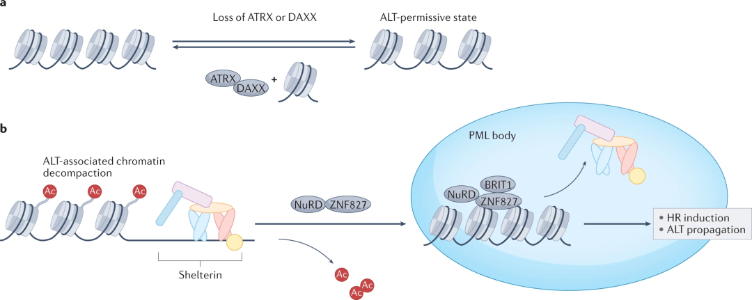 靶向端粒维持的癌症药物研发_癌细胞_染色体_机制