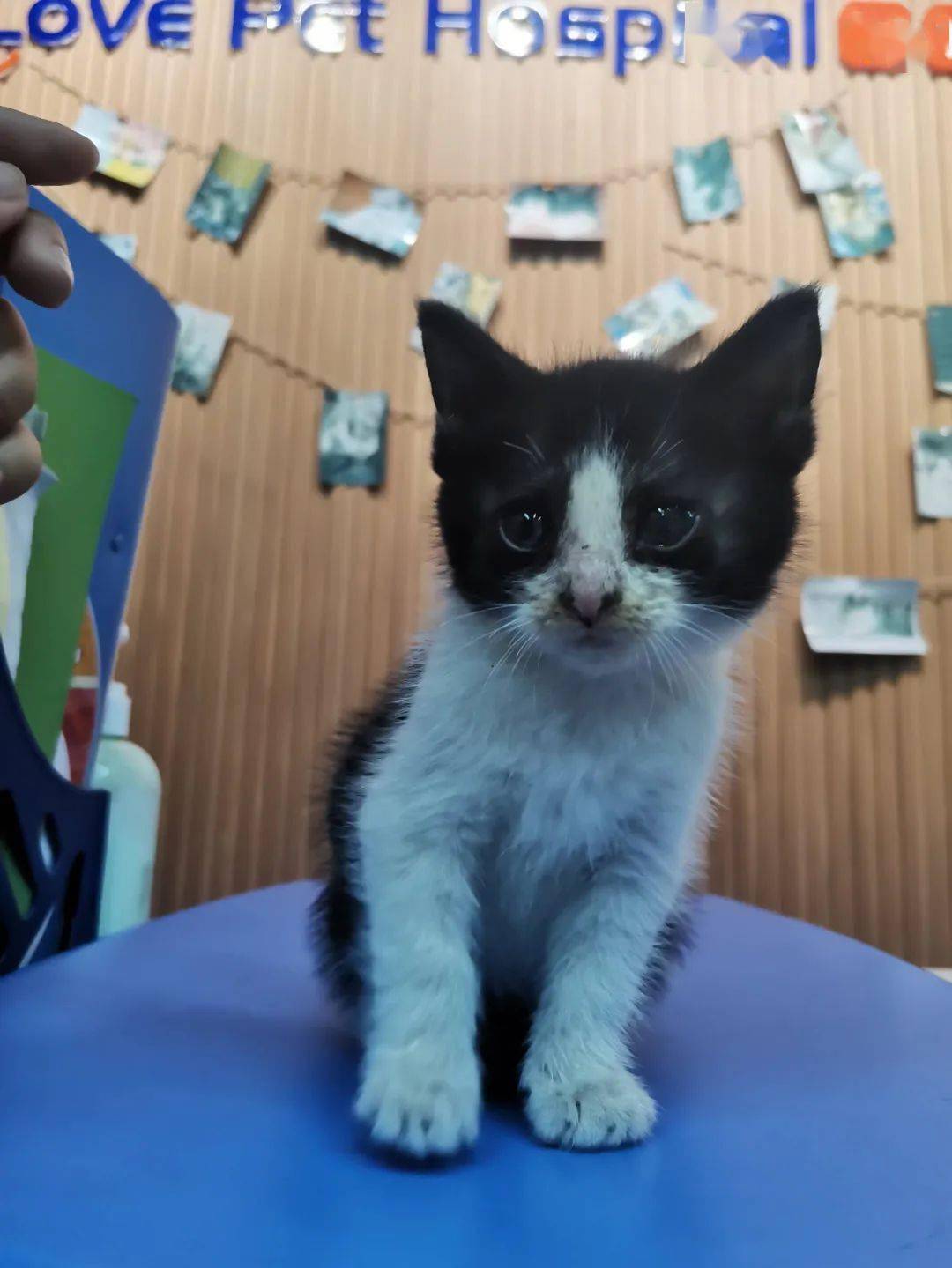 性格活泼十分亲人特别可爱是个招财辟邪的小黑猫