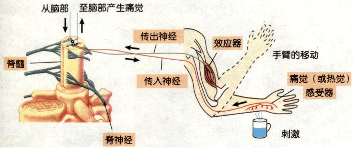 【内脏与疼痛】脊髓节段的易化_神经_影响_肌肉