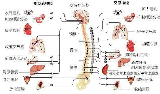 消化道除了口腔,食管上段和肛門外括約肌外,均受交感神經和副交感神經