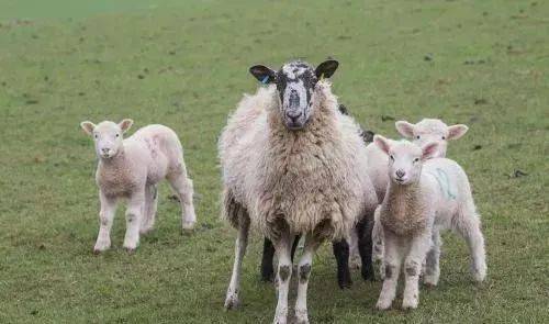 繁殖母羊应该这样养看看你做对了吗