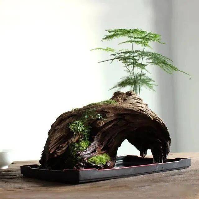 植一盆天地_盆景_艺术_世界