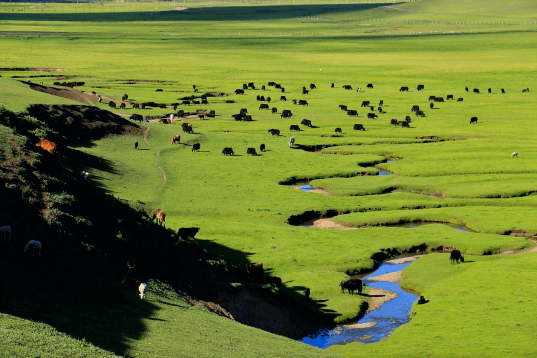 到岷县狼渡滩湿地草原去避暑_草地_闾井镇_陈如平
