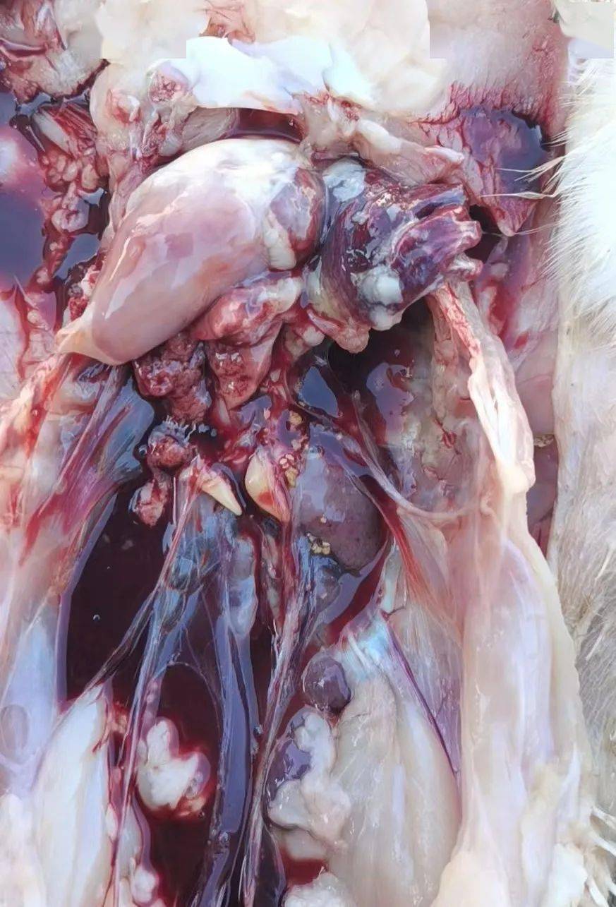 当前肉鸡疫病多发的隐性杀手——腺病毒