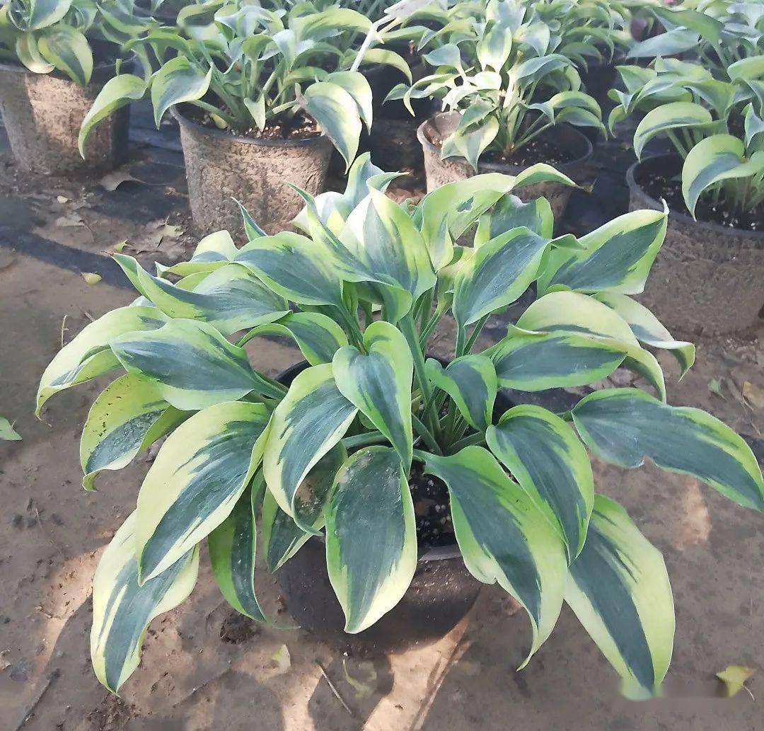 容器规格(2加仑);建议种植密度(9盆/m2)玉簪(蓝天使):容器规格(2加仑)