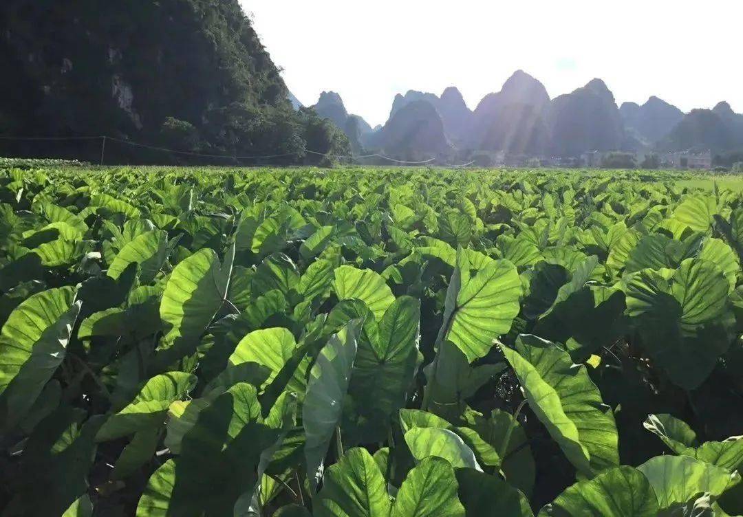 曾经是贡品的荔浦芋头,我们敢说不粉不要钱!入口即化,百搭美味!