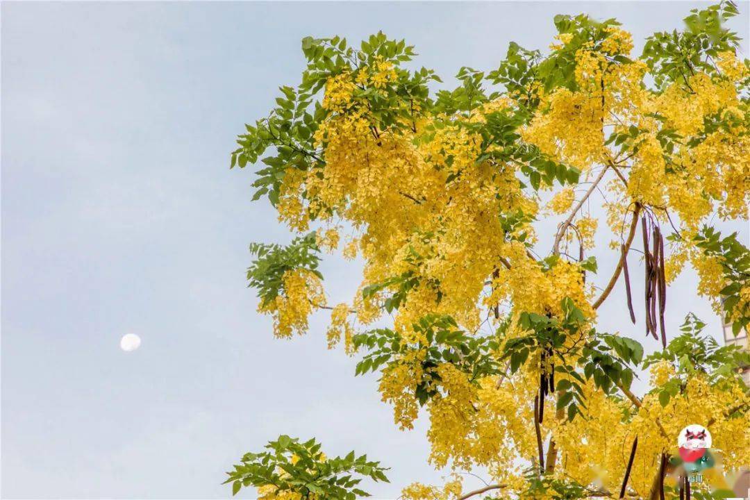 福州夏日赏花地图来了！这里竟惊现一场“黄金雨”…美爆了！