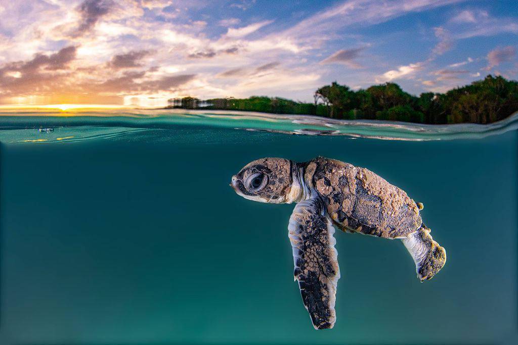 澳大利亚昆士兰州,摄影师捕捉到一只海龟幼崽第一次出海的景象,这只绿