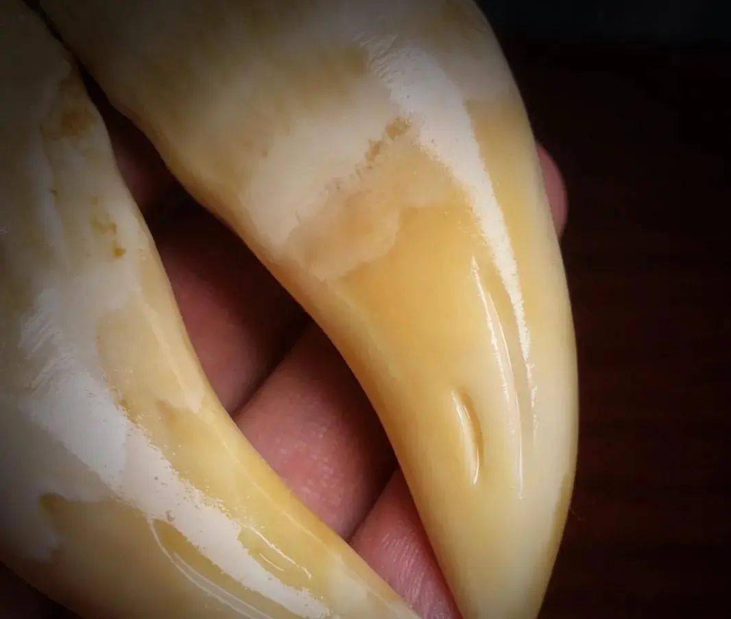 1,真假李逵,虎牙,豹牙,熊牙,您看是什么牙?